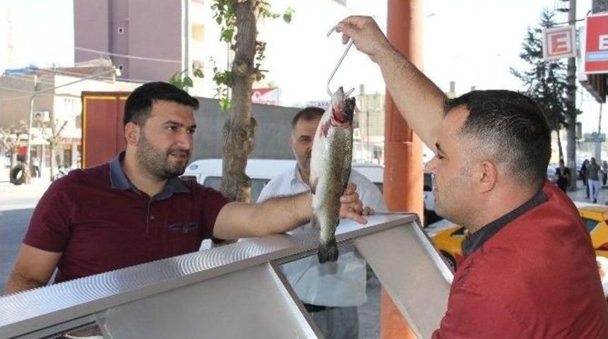 Silopi&rsquo;de Balık Satışları Esnafı Sevindirdi