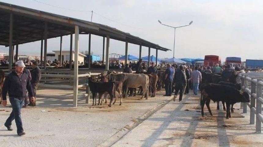 Sungurlu&rsquo;ya Modern Hayvan Pazarı