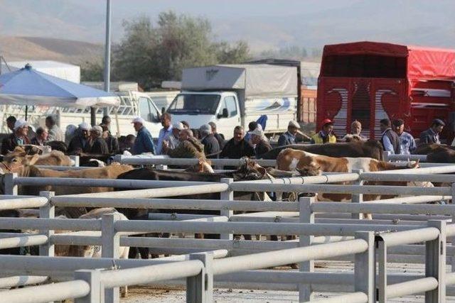 Sungurlu&rsquo;ya Modern Hayvan Pazarı 1