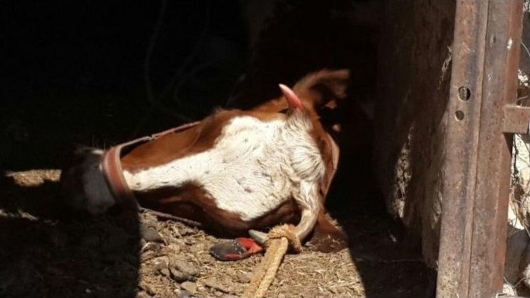 Siverek&rsquo;te Karantina Uygulaması