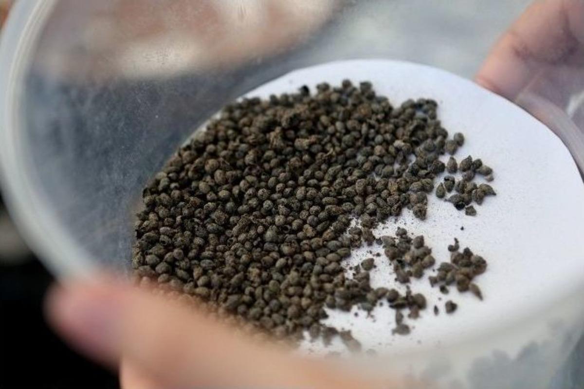 İzmir&rsquo;de 5 Bin Yıllık &Uuml;z&uuml;m &Ccedil;ekirdekleri Bulundu