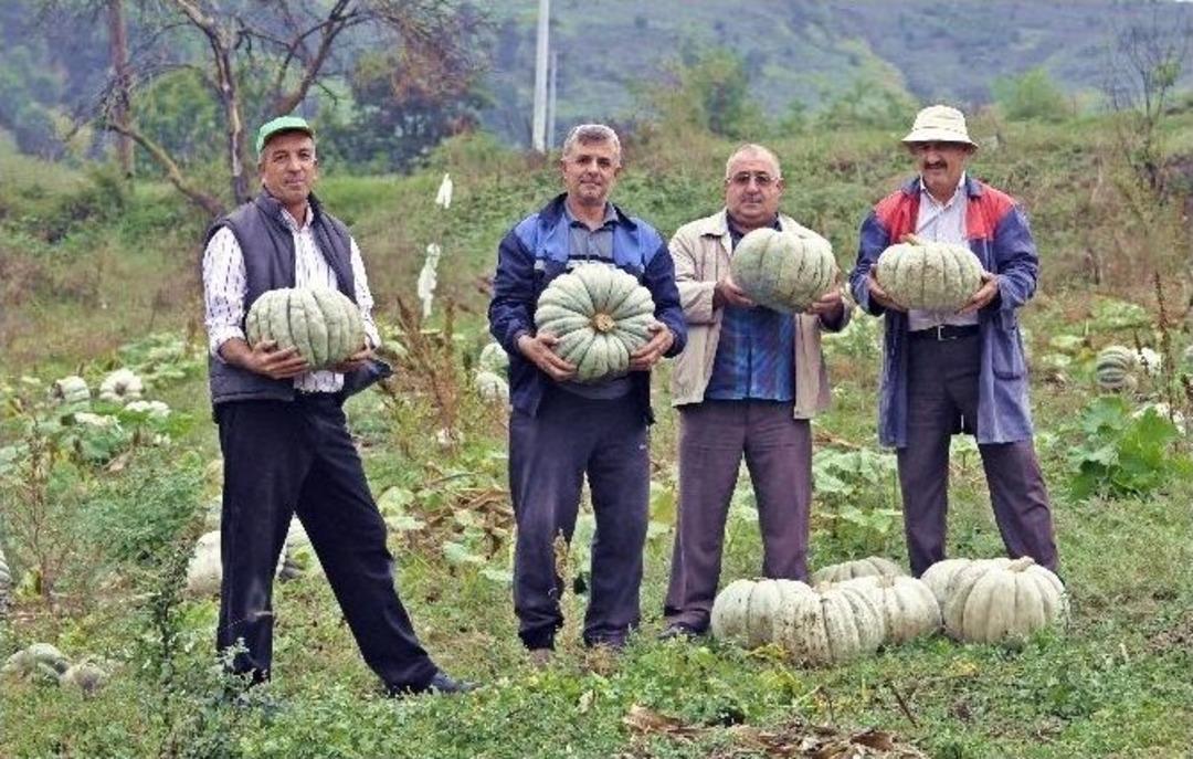 Sakarya&rsquo;da Balkabağı Hasadı Başladı