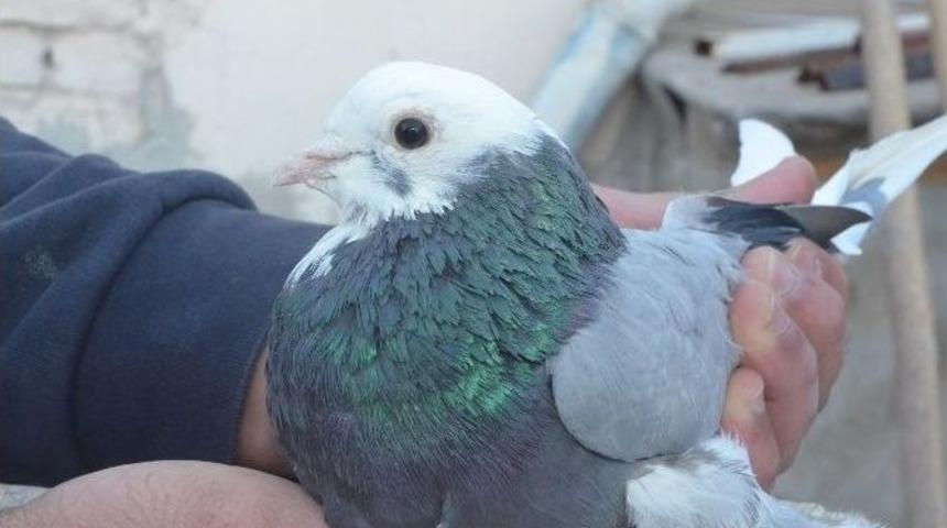 Araba Fiyatına Bir Çift Güvercin