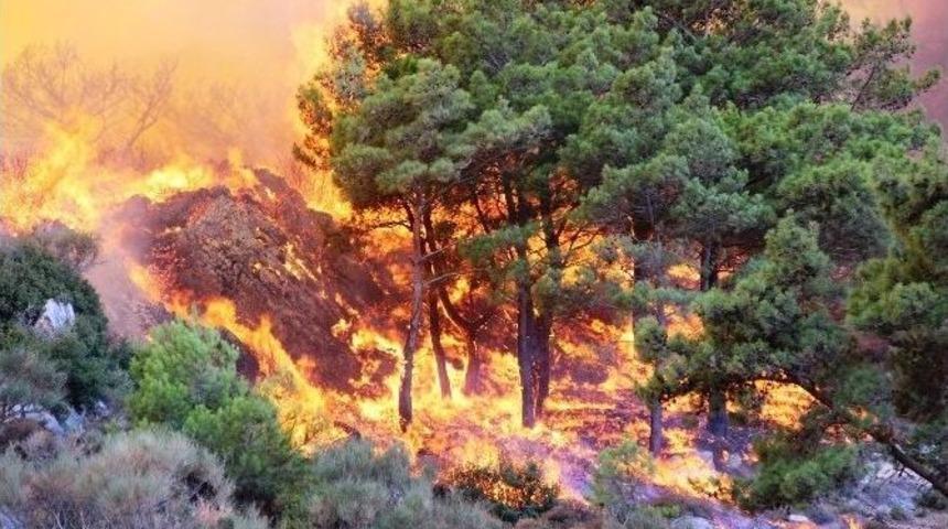 Aydın&rsquo;da Orman Yangını