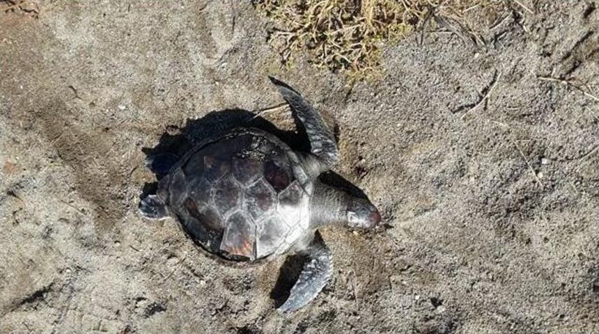 Burhaniye&rsquo;de &Ouml;l&uuml; Yavru Caretta Caretta Bulundu
