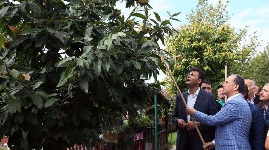 Bağcılar&rsquo;da, Kestane Hasadı Zamanı