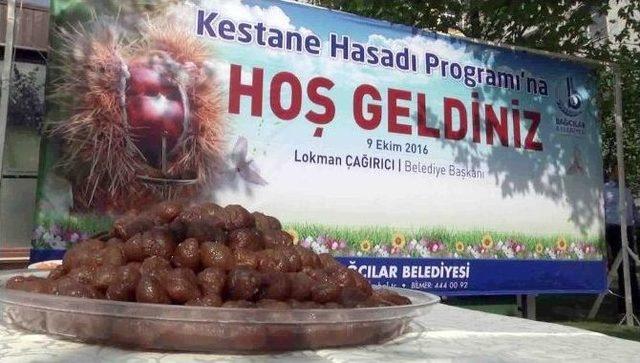 Bağcılar’da, Kestane Hasadı Zamanı