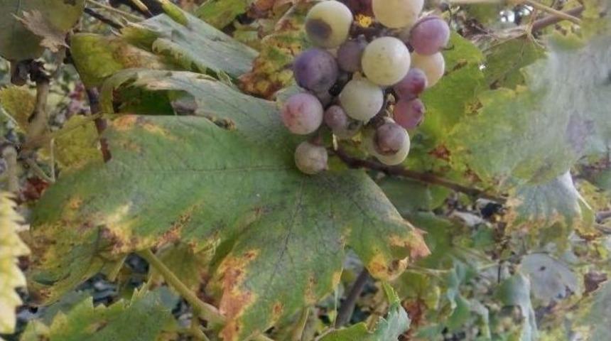 Kara&ccedil;atlak &Uuml;z&uuml;m&uuml;n&uuml; Nesilden Nesile Aktarıyor