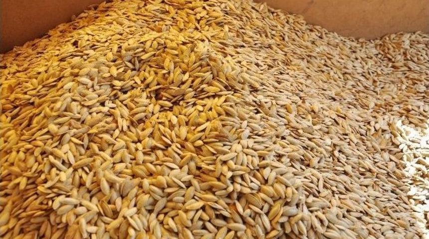 Tescilli Kabak &Ccedil;ekirdeğinin Hasadı Başladı