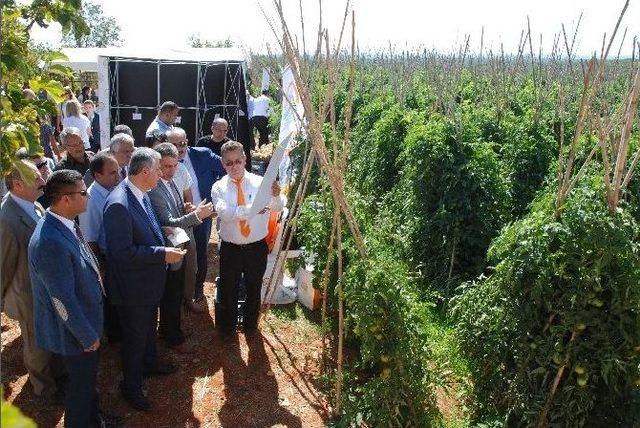 Silifke’de İyi Tarım Uygulamaları Sertifika Dağıtım Ve Tarla Günü Etkinliği