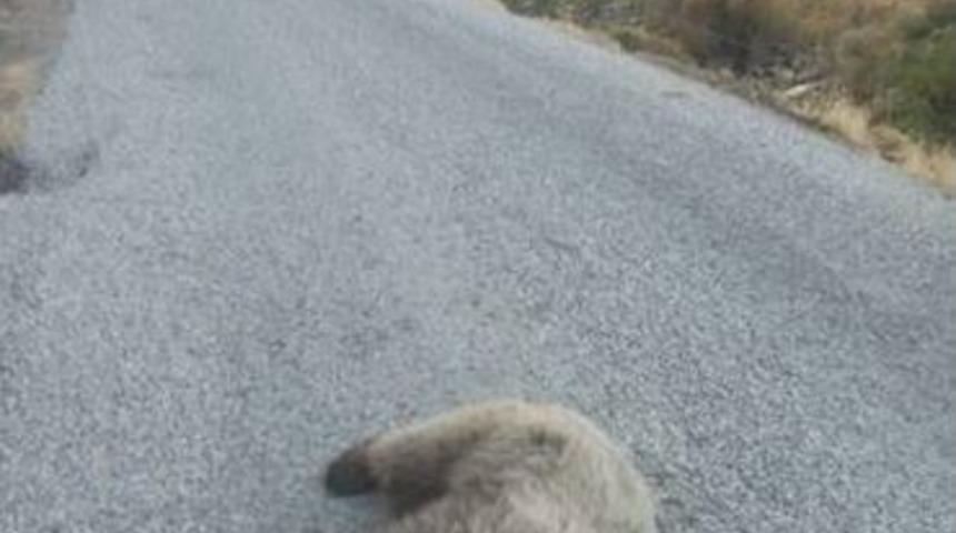 Dağdan K&ouml;ye İnen Ayıya Araba &Ccedil;arptı