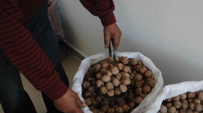 Adilcevaz&rsquo;da Yeni Mahsul Ceviz Satışları Başladı