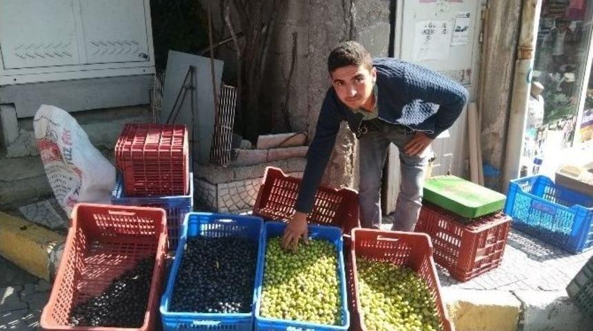 Hisarcık&rsquo;ta Salamura Zeytin Yapımı