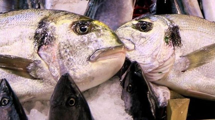 Denizlerde &Ccedil;ipura Sezonu Başlıyor