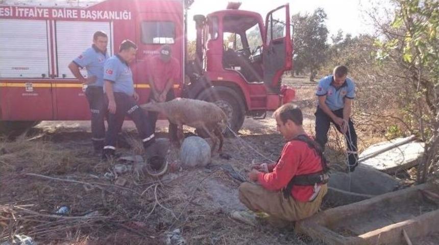 Kuyuya D&uuml;şen Ke&ccedil;i Ve Koyun İtfaiye Tarafından Kurtarıldı