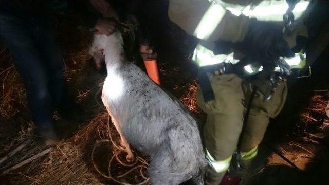 Kuyuya Düşen Keçi Ve Koyun İtfaiye Tarafından Kurtarıldı