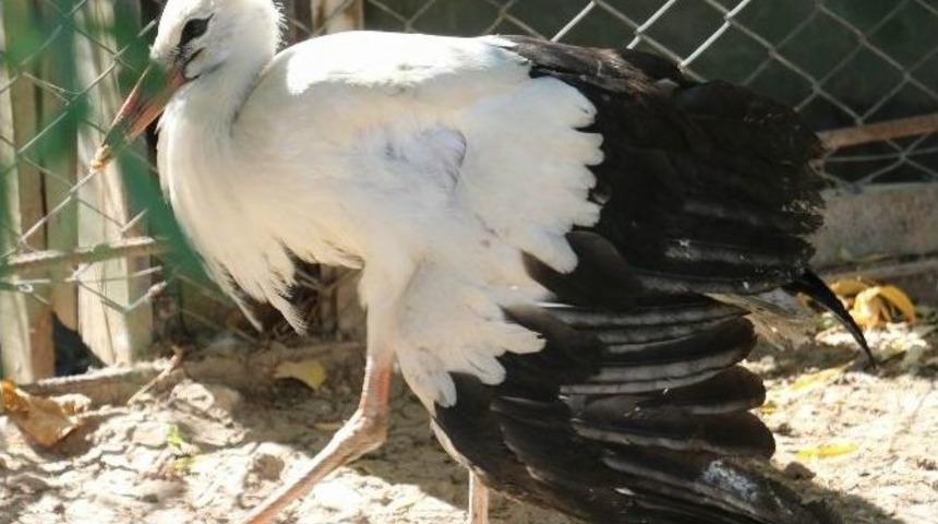 Yaralı Yavru Leylekler Koruma Altına Alındı