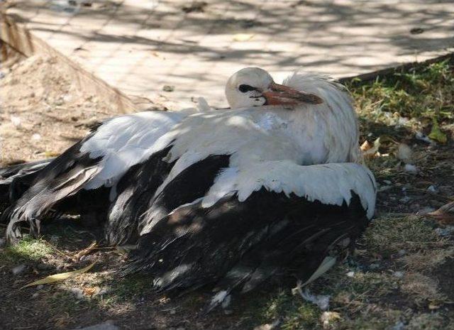 Yaralı Yavru Leylekler Koruma Altına Alındı