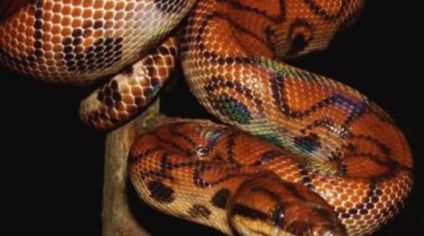 Adrenalin D&uuml;nyasında &ldquo;brezilya G&ouml;kkuşağı Boa Yılanı&rdquo; Ziyaret&ccedil;ileriyle Buluşuyor