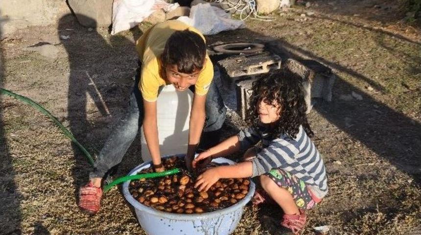 400 Yıllık Ceviz Ağa&ccedil;larında Hasat Başladı