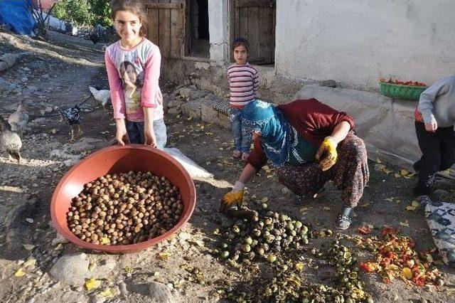 400 Yıllık Ceviz Ağaçlarında Hasat Başladı