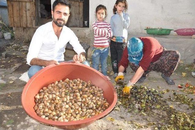 400 Yıllık Ceviz Ağaçlarında Hasat Başladı