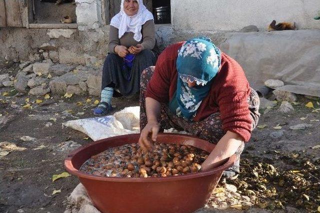 400 Yıllık Ceviz Ağaçlarında Hasat Başladı