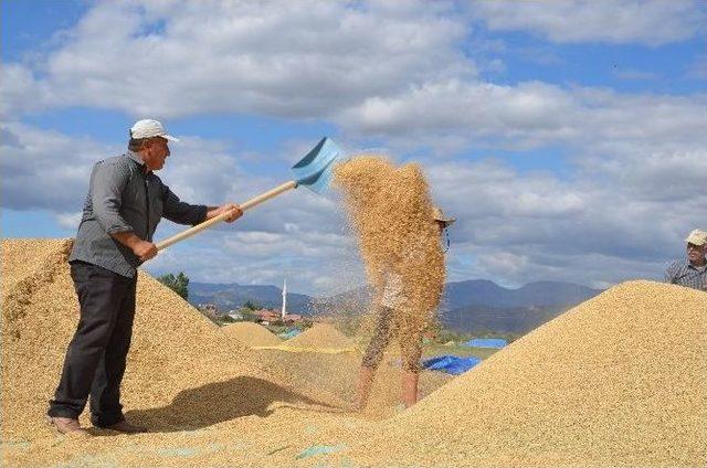 Osmancıklı Üretici Açıklanan Çeltik Fiyatlarından Memnun