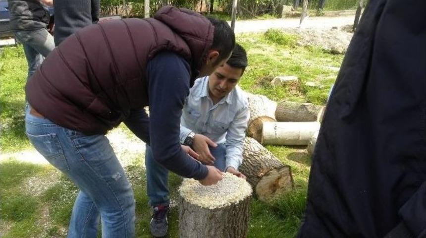 Fatsa&rsquo;da İstiridye Mantarı Yetiştiriciliği Yaygınlaşıyor