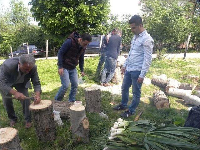 Fatsa’da İstiridye Mantarı Yetiştiriciliği Yaygınlaşıyor