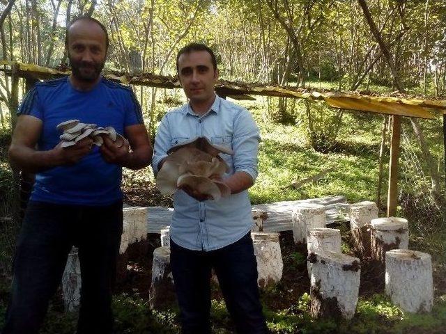 Fatsa’da İstiridye Mantarı Yetiştiriciliği Yaygınlaşıyor