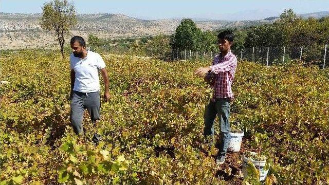 Kulp’ta Bağ Bozumu Başladı