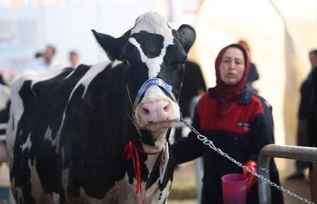 Milli Tarıma Aydın Dopingi