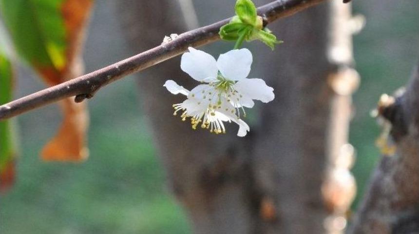 Gaziantep&rsquo;te Kiraz Ağacı &Ccedil;i&ccedil;ek A&ccedil;tı