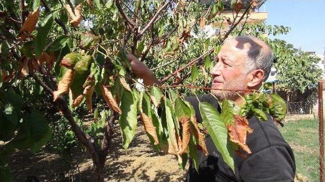 Gaziantep’te Kiraz Ağacı Çiçek Açtı