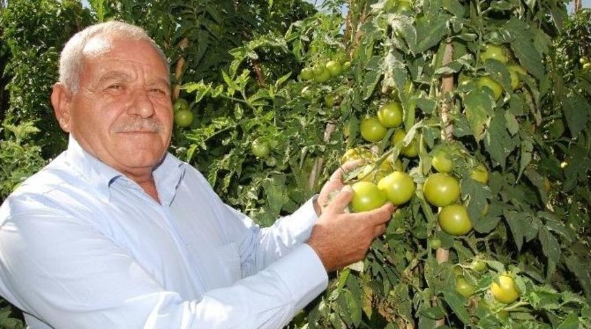 Yayla Domatesi &Uuml;reticisinin Y&uuml;z&uuml;n&uuml; G&uuml;ld&uuml;rd&uuml;