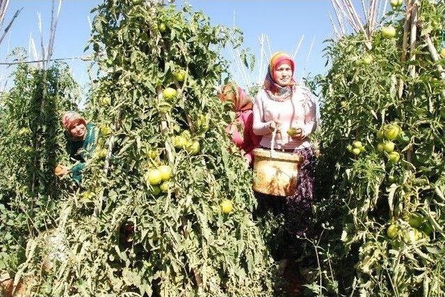 Yayla Domatesi Üreticisinin Yüzünü Güldürdü