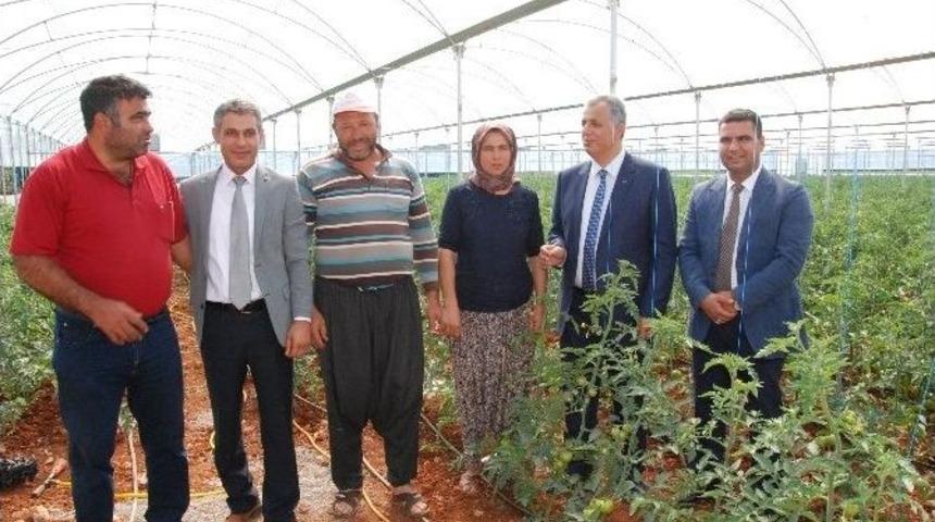 Silifke Kaymakamı Cinbir Domates Serasını Gezdi
