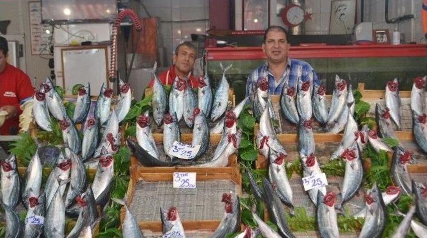 Palamut Azaldı Fiyatı Arttı