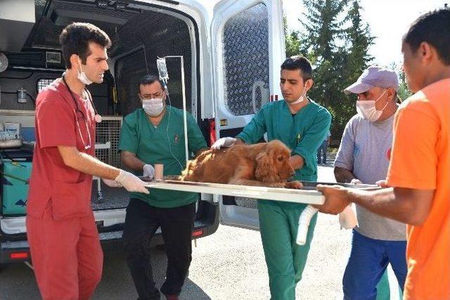 Büyükşehir Belediyesi’nden ‘hayvan Ambulansı’ Hizmeti