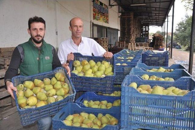 Armut Üreticisi Fiyattan Yakınıyor