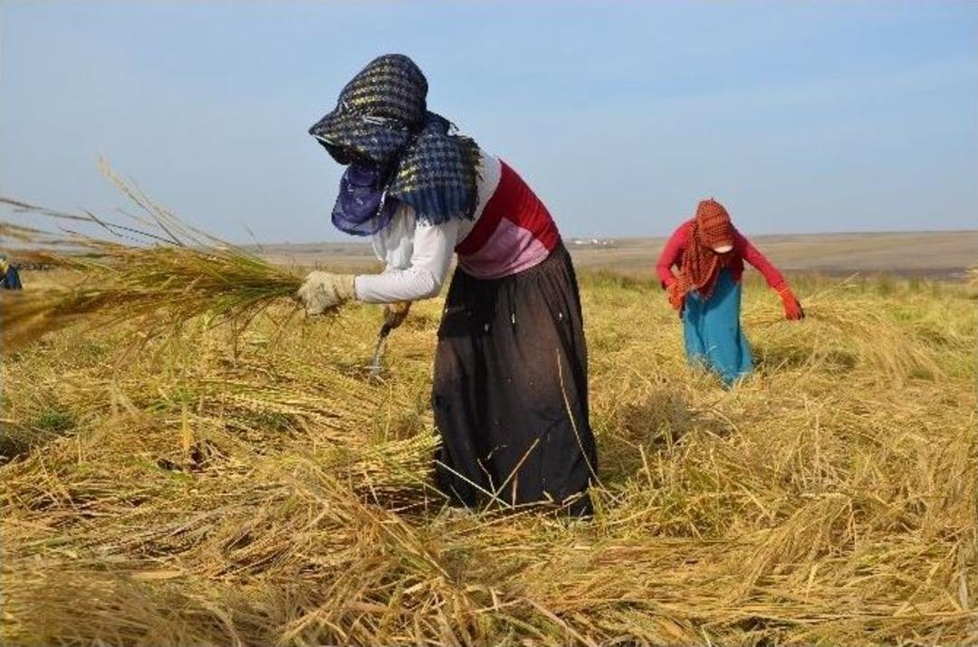G&uuml;nl&uuml;k 30 Lira Yevmiye İle &Ccedil;eltik Hasadı