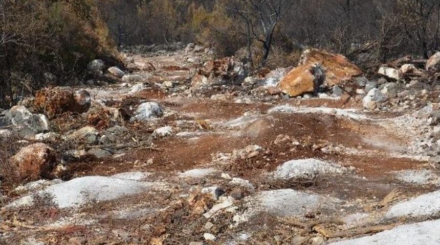 Mersin&rsquo;de Yanan Orman Sahaları Yeşillendiriliyor