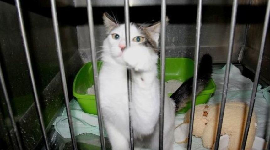 Yd&uuml; Hayvan Hastanesi 7/24 Hizmette