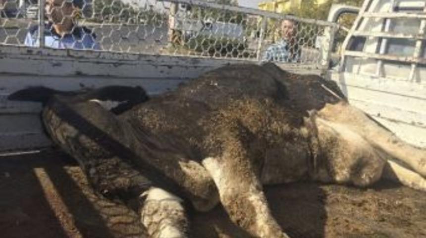 Vatandaş Hastalıklı Et Yemekten Kurtarıldı