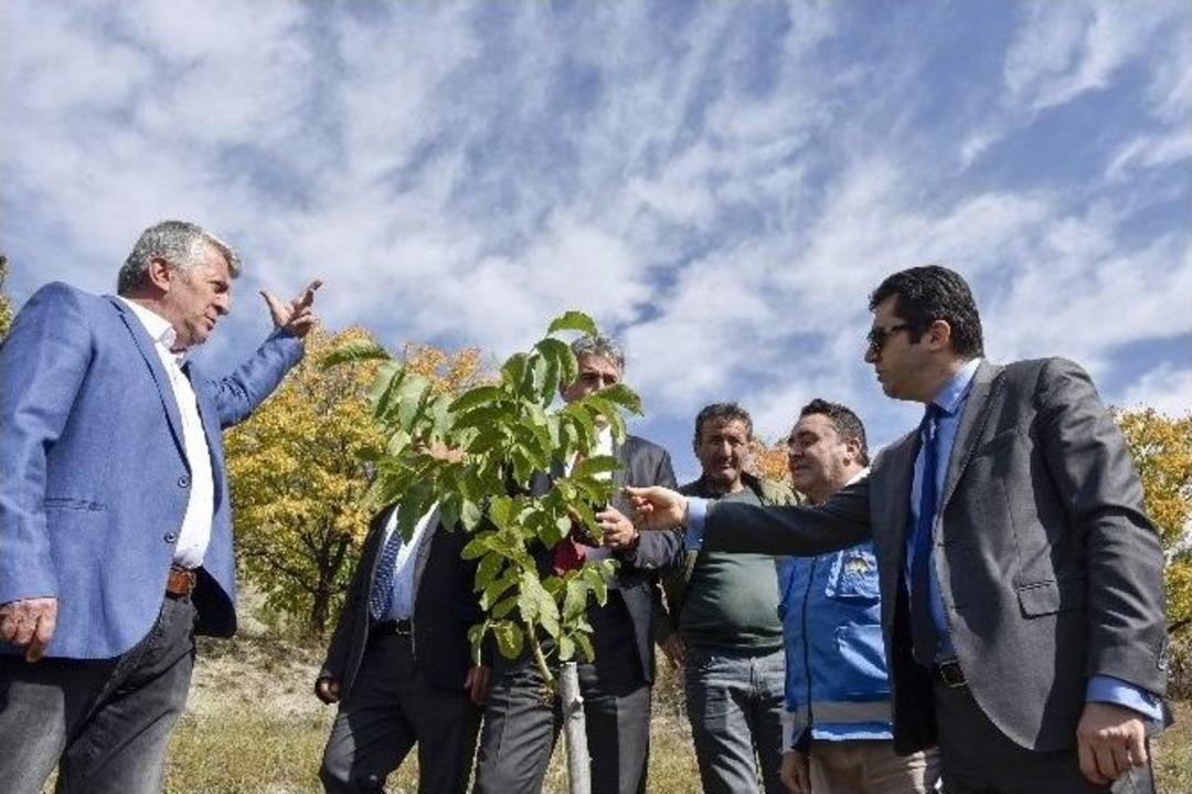G&uuml;m&uuml;şhane&rsquo;nin Ceviz Seferberliği Başladı