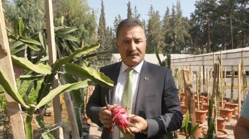 Toroslar&rsquo;da Ejder Meyvesi Sevinci