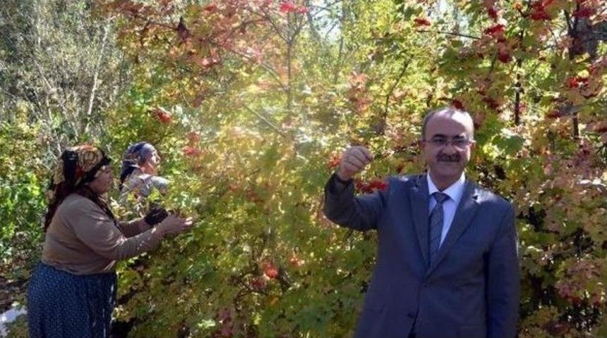 B&uuml;nyan Gilaburusuna Yoğun Talep