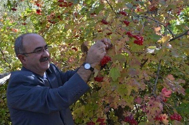 B&uuml;nyan Gilaburusuna Yoğun Talep 1