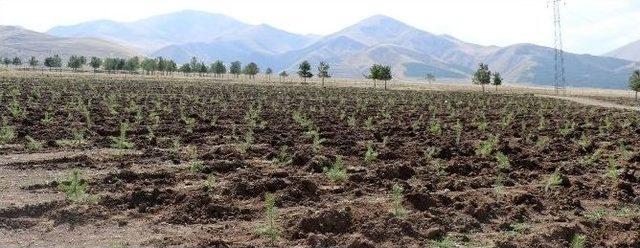 Büyükşehir’in Sosyal Projesi “bir Ömür Bir Fidan”a Yoğun İlgi